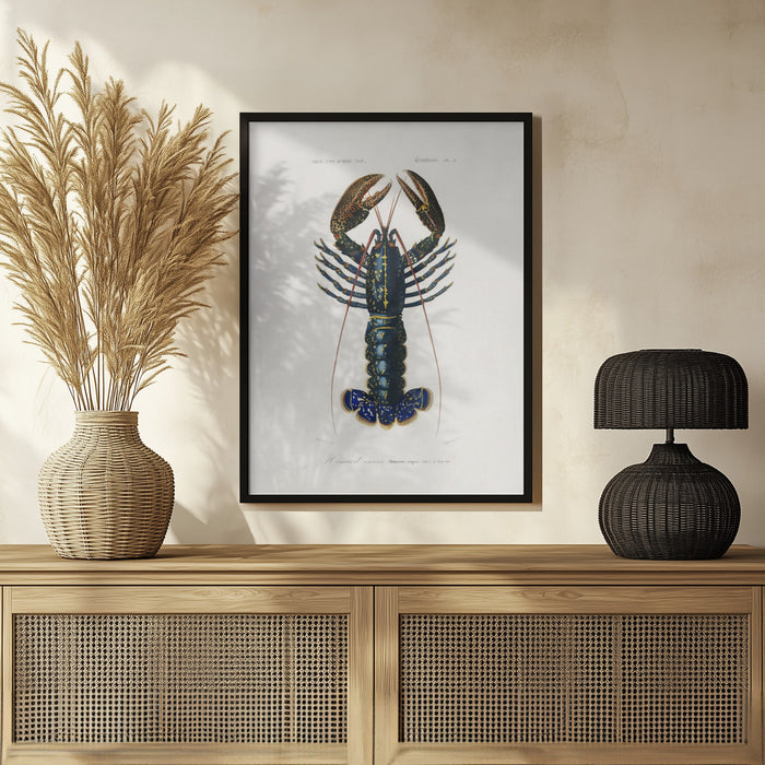 Crimson Crawfish - Charles Dessalines D Orbigny Framed Art | Home or Office Art