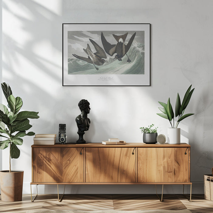 Fork Tailed Petrel From Birds of America (1827) - John James Audubon Framed Art | Home or Office Art