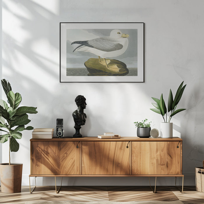 Fulmar Petrel From Birds of America (1827) - John James Audubon Framed Art | Home or Office Art
