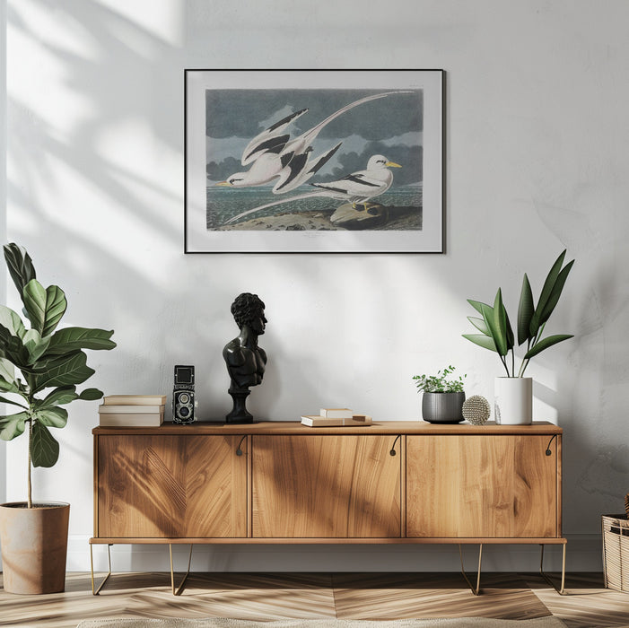 Tropic Bird From Birds of America (1827) - John James Audubon Framed Art | Home or Office Art