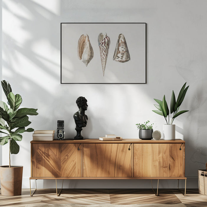 Three Mollusks Crop - Charles Dessalines D Orbigny Framed Art | Home or Office Art