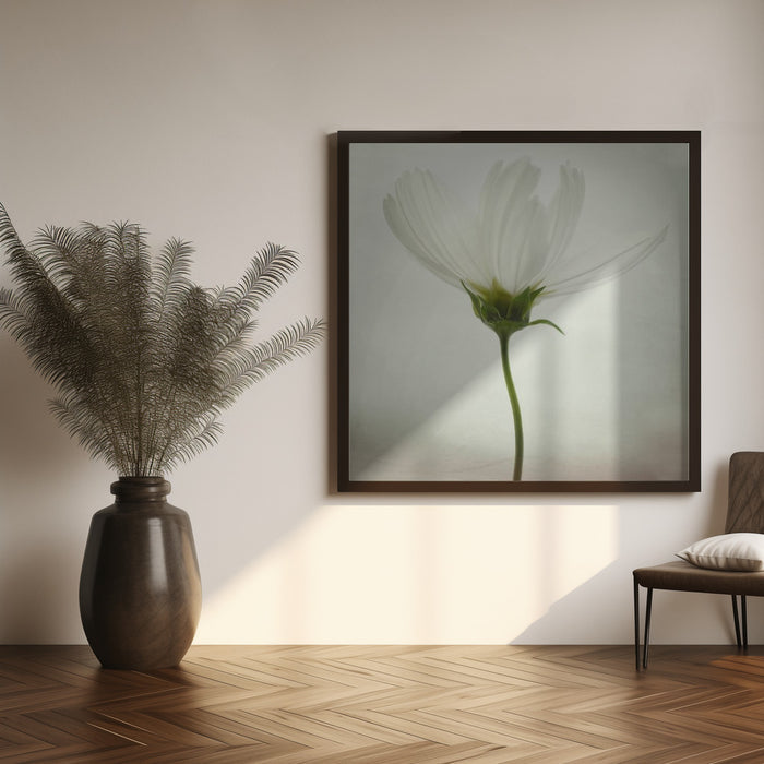 White cosmos by Lotte Grønkjær Square Canvas Print Art for Modern Home Decor. Decorate your office or living room with canvas artwork