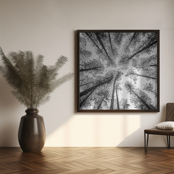 Tree Etching 002 by Rob Darby Square Canvas Print Art for Modern Home Decor. Decorate your office or living room with canvas artwork