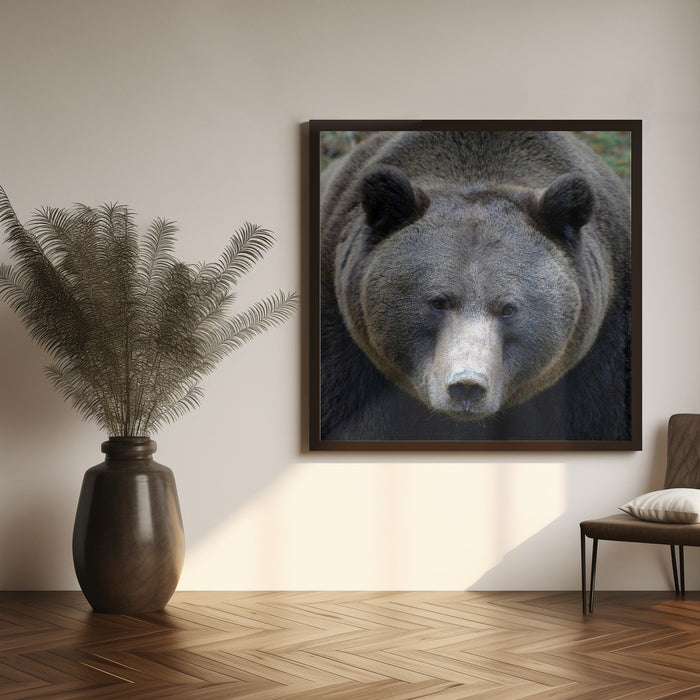 The Bear's look by Drago Vogrinec Square Canvas Print Art for Modern Home Decor. Decorate your office or living room with canvas artwork