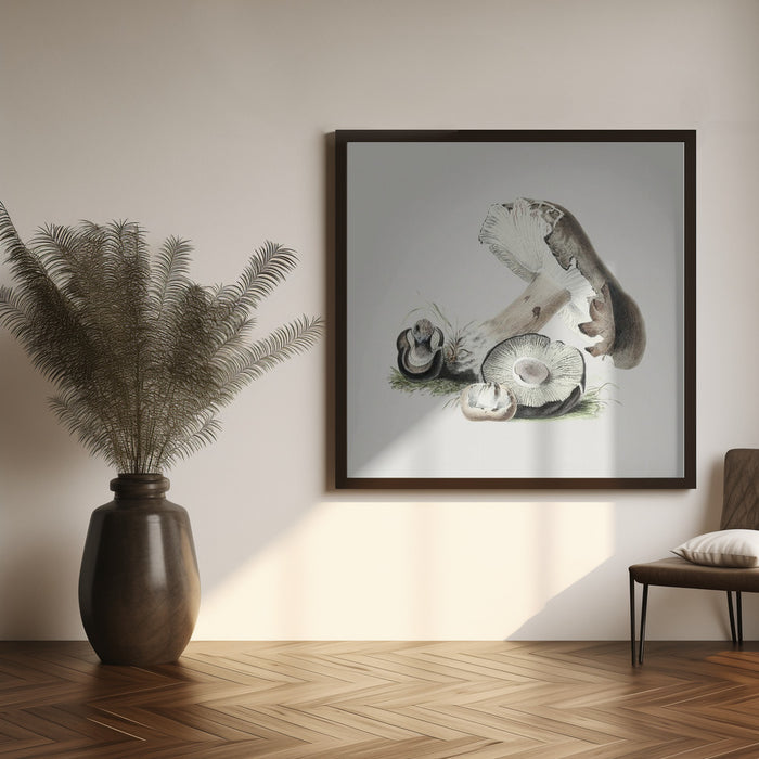 Vintage Agaricus Augustus Mushroom Square Canvas Art  Biodiversity Heritage Library 