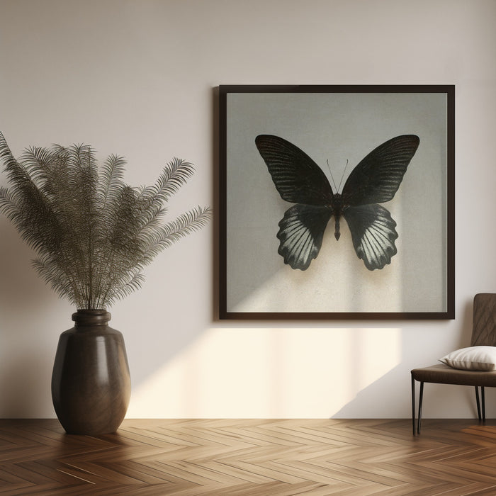 Black Mormon Butterfly Square by Alyson Fennell Square Canvas Print Art for Modern Home Decor. Decorate your office or living room with canvas artwork