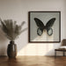 Black Mormon Butterfly Square by Alyson Fennell Square Canvas Print Art for Modern Home Decor. Decorate your office or living room with canvas artwork