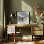 Tragopogon Square Canvas Art  Lotte Grønkjær 