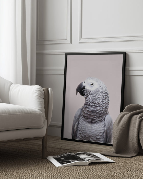 African Grey Framed Art Kathrin Pienaar | Home or Office Art