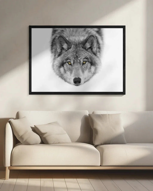 Yellow eyes Framed Art Timber Wolf Framed Art Jim Cumming | Home or Office Art