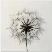 Tragopogon Square Canvas Art  Lotte Grønkjær 