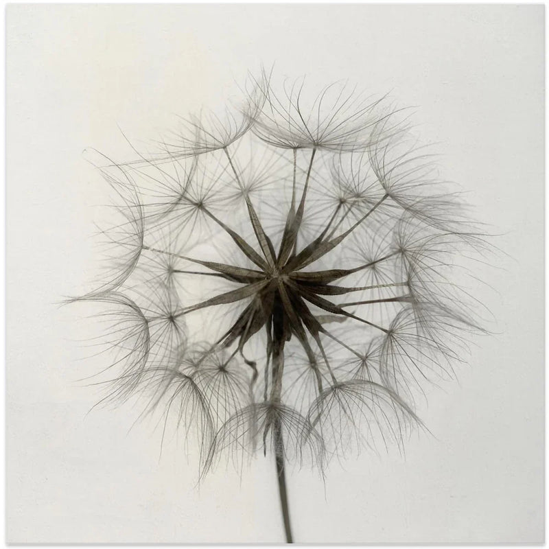 Tragopogon Square Canvas Art  Lotte Grønkjær 
