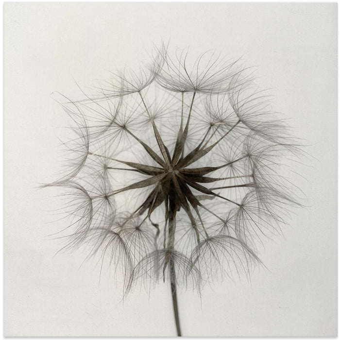 Tragopogon Square Canvas Art  Lotte Grønkjær 