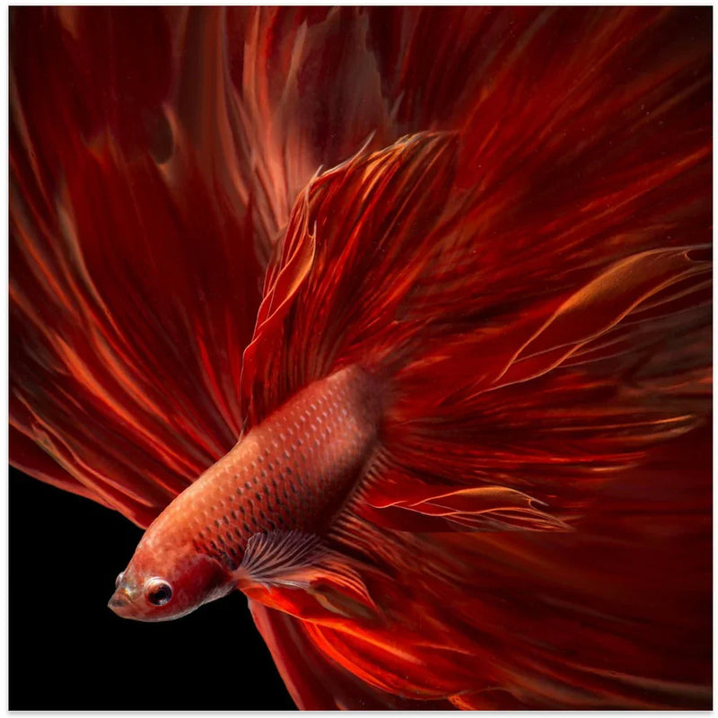 Red Fire Bettafish Square Canvas Art  Antonyus Bunjamin (Abe) 