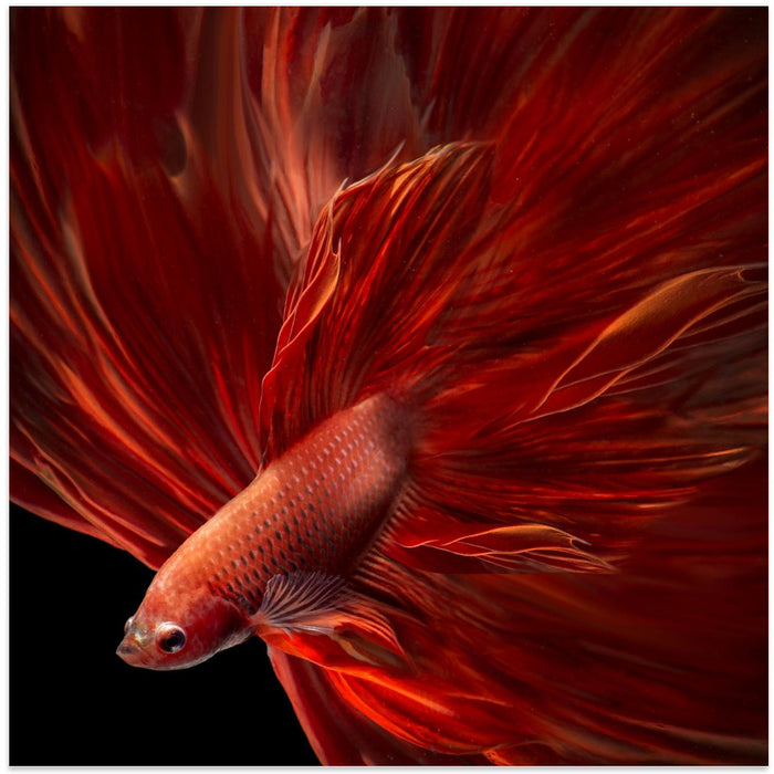 Red Fire Bettafish Square Canvas Art  Antonyus Bunjamin (Abe) 