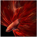 Red Fire Bettafish Square Canvas Art  Antonyus Bunjamin (Abe) 