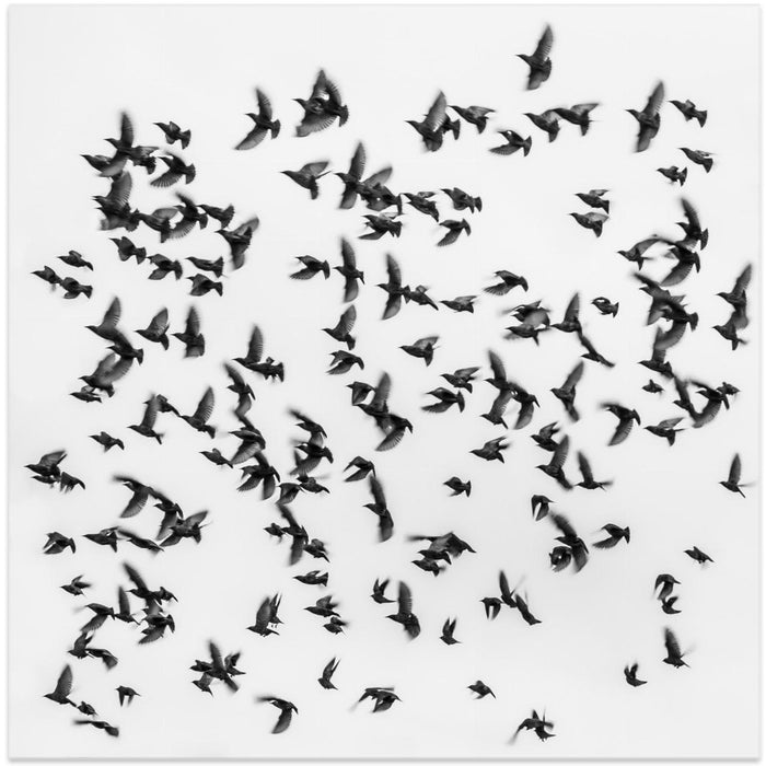 Birds by Branko Markovic Square Canvas Print Art for Modern Home Decor. Decorate your office or living room with canvas artwork