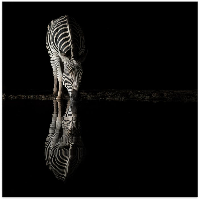 Drinking Zebra by Bart Michiels Square Canvas Print Art for Modern Home Decor. Decorate your office or living room with canvas artwork