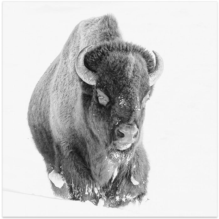 Determined by Bill Mugg Square Canvas Print Art for Modern Home Decor. Decorate your office or living room with canvas artwork