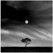 Stories under the Moon (No.5) by Hsiao-Yang Fei Square Canvas Print Art for Modern Home Decor. Decorate your office or living room with canvas artwork