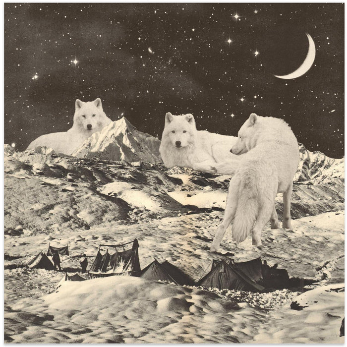 Giant White Wolves Square Canvas Art  Florent Bodart 
