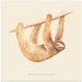 Css Animals   Sloth Square Canvas Art  Florent Bodart 