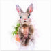Baby Rabbit Square Canvas Art  Emel Tunaboylu 