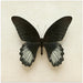 Black Mormon Butterfly Square by Alyson Fennell Square Canvas Print Art for Modern Home Decor. Decorate your office or living room with canvas artwork