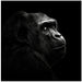 Gorilla by Christian Meermann Square Canvas Print Art for Modern Home Decor. Decorate your office or living room with canvas artwork