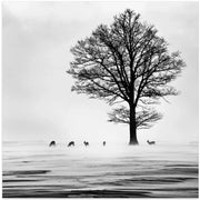 Roes Square Canvas Art  Silvija Danelsone 