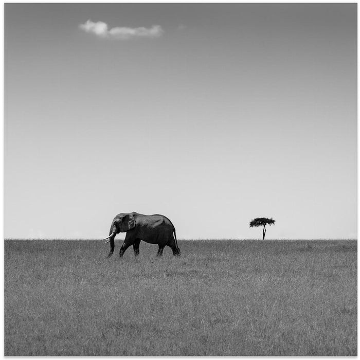 Elephant and the friendly cloud... by Ali Khataw Square Canvas Print Art for Modern Home Decor. Decorate your office or living room with canvas artwork