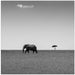 Elephant and the friendly cloud... by Ali Khataw Square Canvas Print Art for Modern Home Decor. Decorate your office or living room with canvas artwork