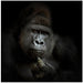 ego cogito, ergo sum Square Canvas Art  Antje Wenner-Braun 